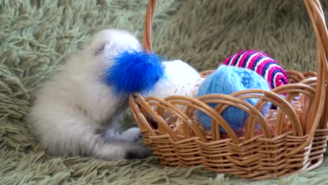 white cute kitten sitting near basket with balls of wool