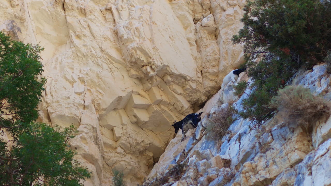 cabras en un acantilado de montaña rocosa