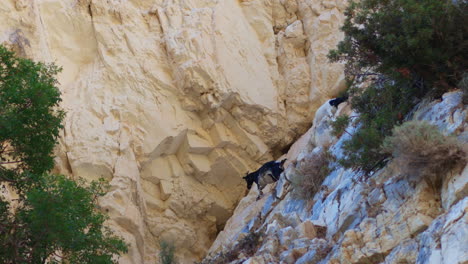 goats on a rocky mountain cliff