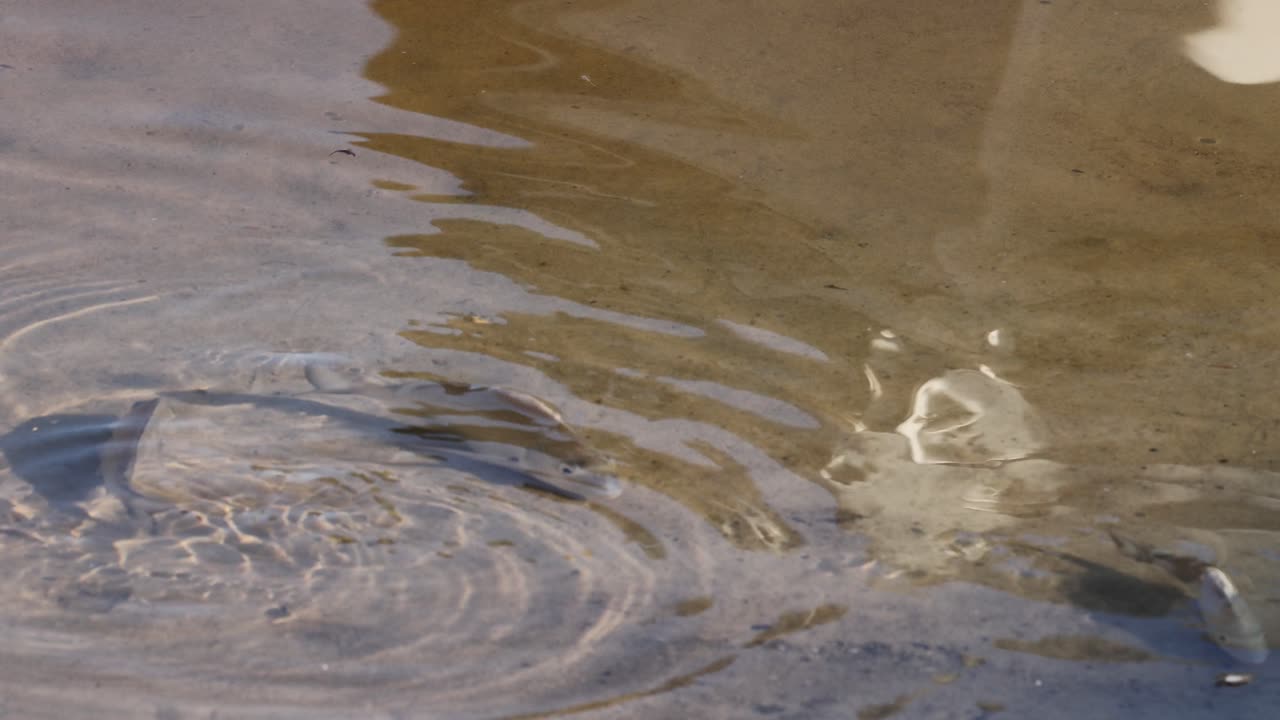 Bird captures fish in shallow, clear water