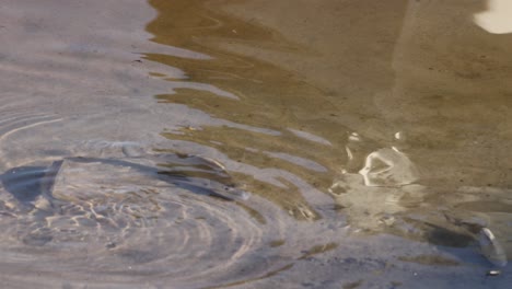 vogel fängt fische in flachem, klarem wasser