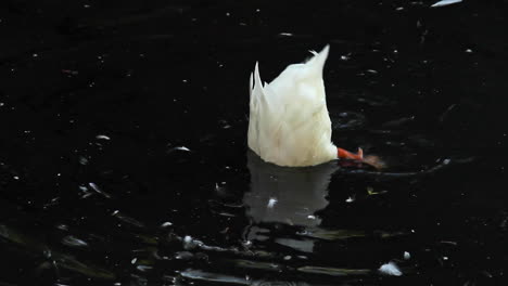 white feathered duck with head in water