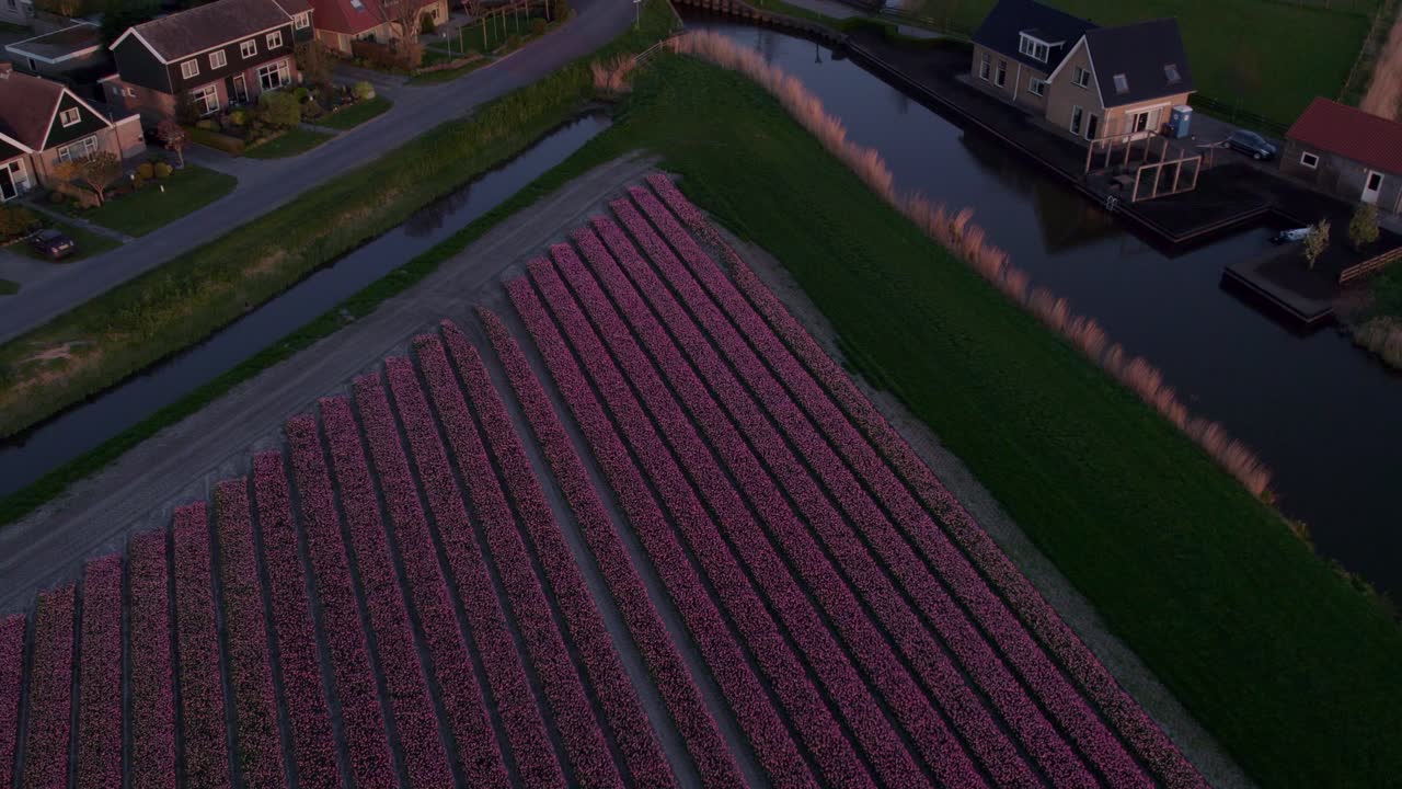 Prati e campi di tulipani che risplendono al tramonto, Schettens, Frisia