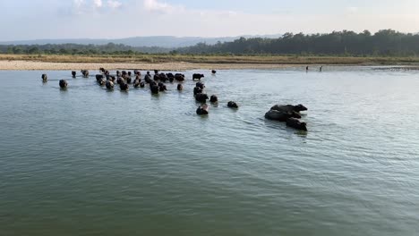 water buffalo crossing a river in the late afternoon light as they come back from grazing