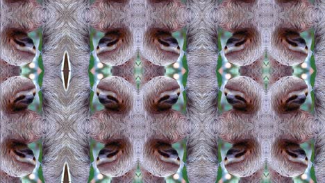 kaleidoscope sloth animation visual effect, trippy sloths grinching, sloth glitch, smiling sloth, jungle of costa rica, kaleidoscopic animal