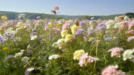 vibrant wildflower meadow with butterflies