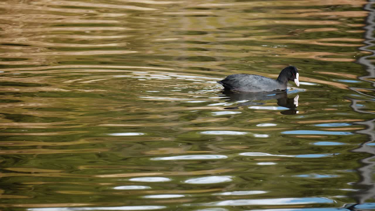 focha negra, común o euroasiática fulica atra en el lago en el parque de la ciudad de seúl come algas