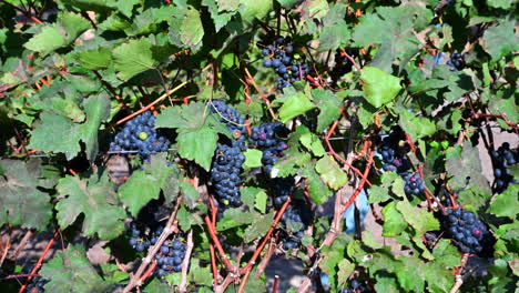 primer plano de uvas de vino tinto entre las hojas en el cultivo de viñedo listo para ser cosechado