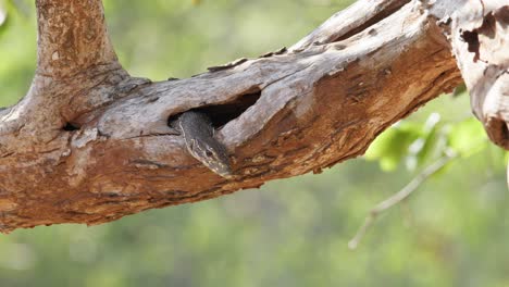 monitor de tierra alcanzando el pico desde la sucursal en el parque nacional de yala sri lanka