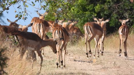 Large-herd-of-Canadian-Fallow-deer-walking-towards-green-vegetation-and-grazing-during-the-day