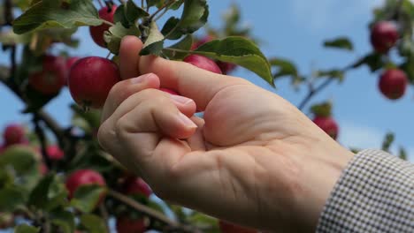 red apple on tree, hand picking small red apple, close up