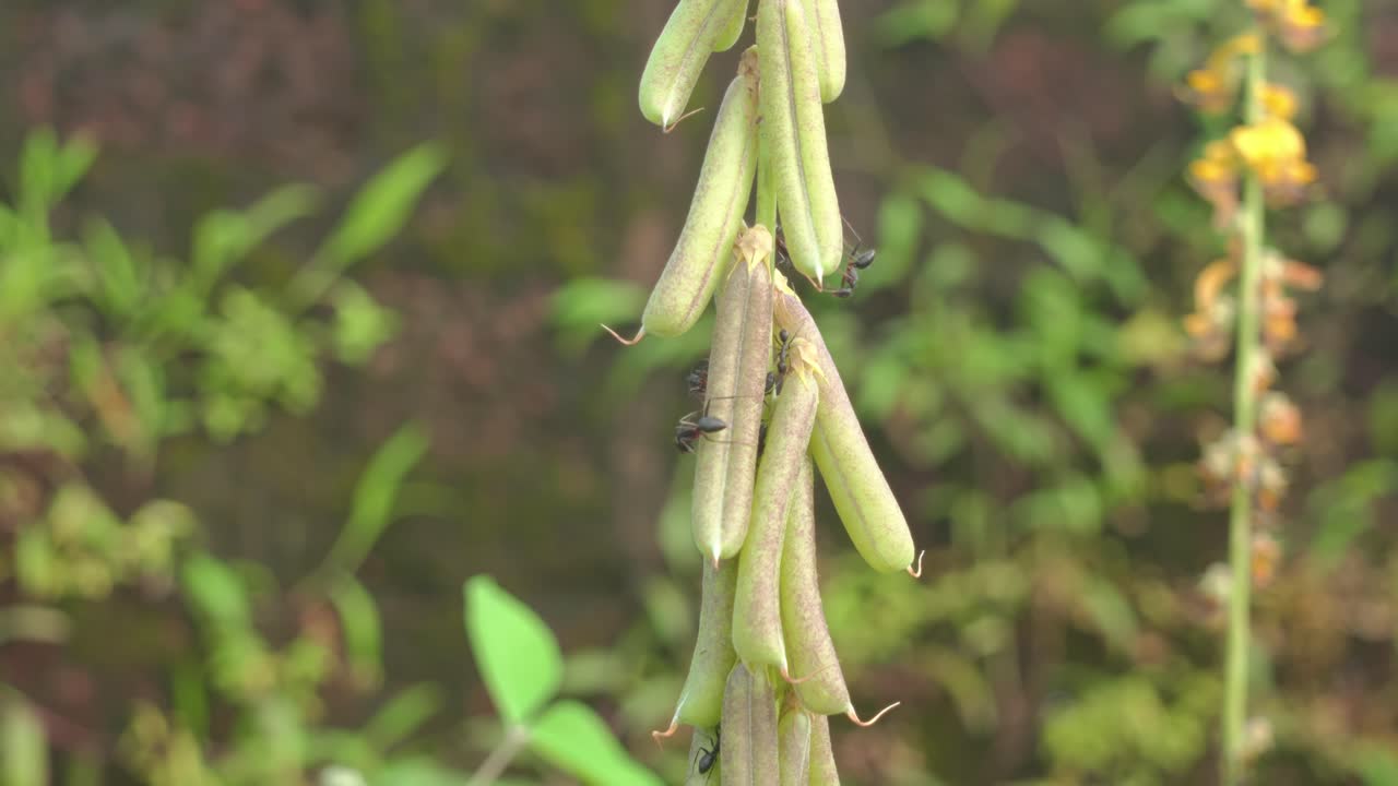 Green seed pods clustered on a stem with tiny ants exploring their textured surfaces, a close up study of growth, ecology and the delicate interplay of flora and insects