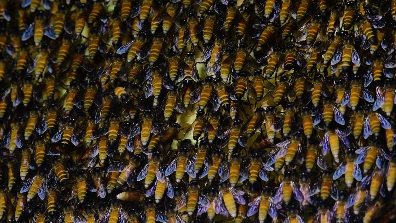 se sabe que las abejas melíferas gigantes construyen grandes colonias de nidos con bolsillos simétricos hechos de cera para almacenar miel como fuente de alimento.