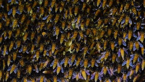 Se-Sabe-Que-Las-Abejas-Melíferas-Gigantes-Construyen-Grandes-Colonias-De-Nidos-Con-Bolsillos-Simétricos-Hechos-De-Cera-Para-Almacenar-Miel-Como-Fuente-De-Alimento.