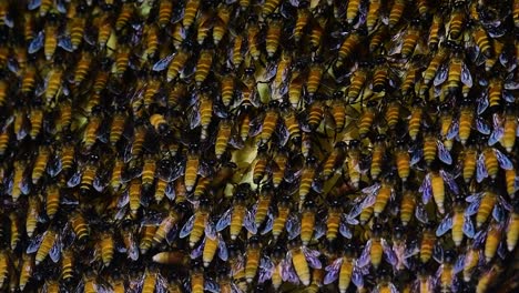 giant honey bees are known to build large colonies of nest with symmetrical pockets made of wax for them to store honey as their food source