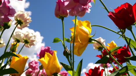 colorful flowers in a garden under a cloudy sky