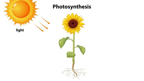 sunflower converting light to energy via photosynthesis