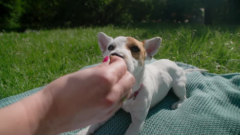 dog getting a treat in the park