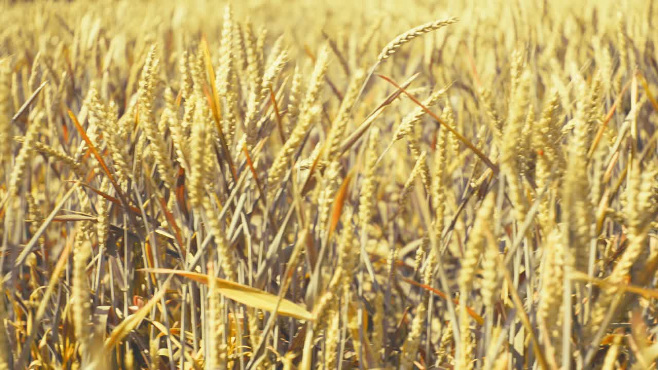 Bathed in golden light, this vast wheat field promises abundance. A serene snapshot of nature's bounty and the essence of wholesome growth.