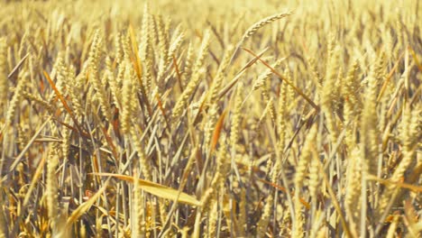 bathed in golden light, this vast wheat field promises abundance. a serene snapshot of nature's bounty and the essence of wholesome growth.