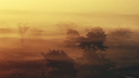 amanecer brumoso sobre un paisaje boscoso