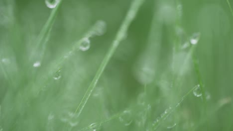 Centrándose-A-Través-De-La-Gota-De-Agua-Cubierta-De-Hierba-Verde-En