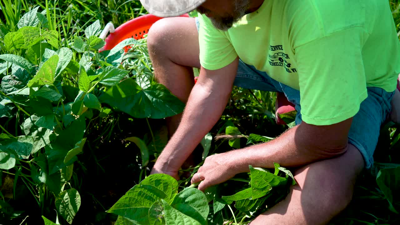 농부가 뜨거운 태양 아래에서 녹두를 고를 때 식물을 내려다보고 있습니다-1