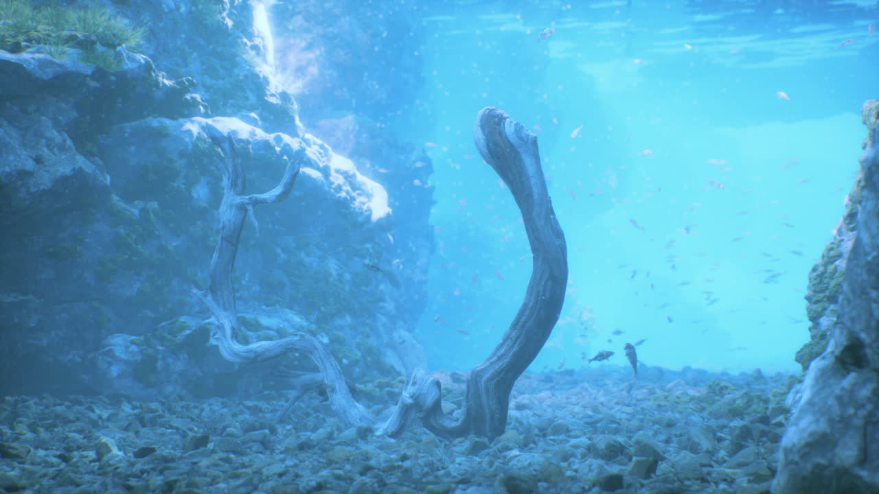 물고기 와 떠다니는 나무 들 이 있는 수중 장면