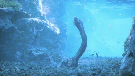 underwater scene with fish and driftwood