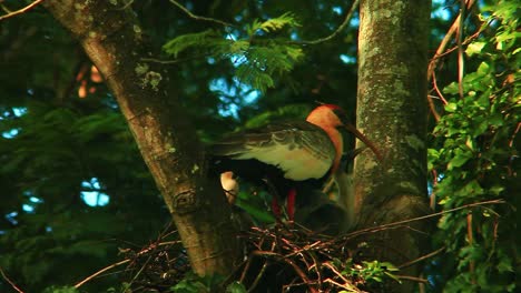 theristicus caudatus conocido como ibis de garganta blanca, pájaro sudamericano