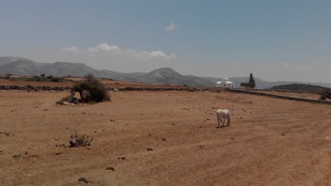 Iglesia-Blanca-Griega-Y-Un-Caballo-Blanco-En-El-Campo