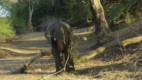 Young-male-elephant-in-afternoon-light-in-a-forest-clearing