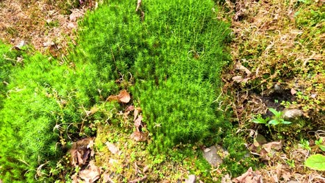 time-lapse of moss growth on stone surface