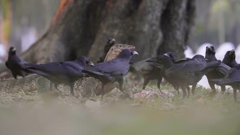 カラスに囲まれたコモドオオトカゲ