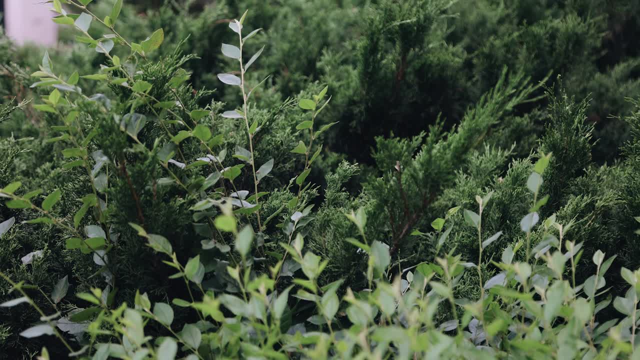 공원 에는 초록색 의 울창 한 덤불 이 자란다. 카메라 는 부드러운 움직임 으로 촬영 한다