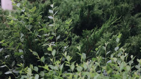 dense bushes of green color grow in the park. the camera shoots in smooth motion