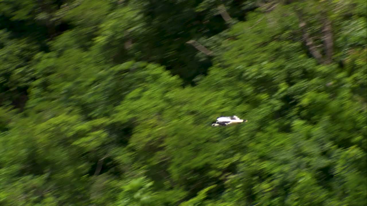 A graceful white bird flies across the lush green canopy of the tropical jungle in El Petén, Guatemala. Captured in mid-flight, this aerial footage showcases untouched wilderness and biodiversity.