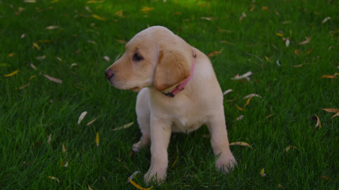 un cachorro jugando en la hierba.
