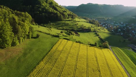 Volando-Sobre-El-Campo-De-Colza-En-Flor-Durante-La-Hora-Dorada,-Vista-Aérea-De-Drones-De-Bosques-Verdes-Y-Campos-En-Primavera,-Campo-Suiza