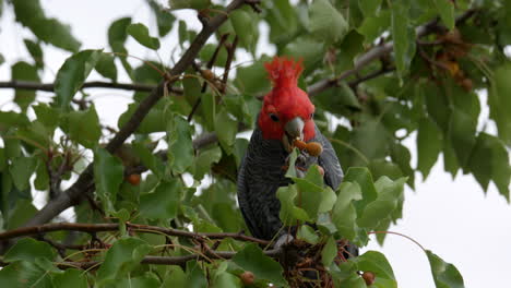 Cacatúa-De-Pandillas-Buscando-Comida-En-Un-árbol-De-La-Calle-Suburbana