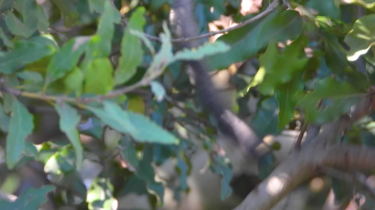 primer plano de un mono vervet caminando en una rama entre las hojas, parque nacional kruger.