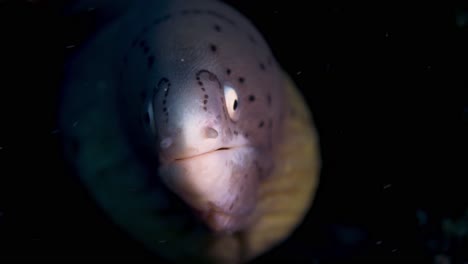 frontal macro of geometric moray inside a crevice