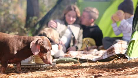 family camping with their dog in a forest