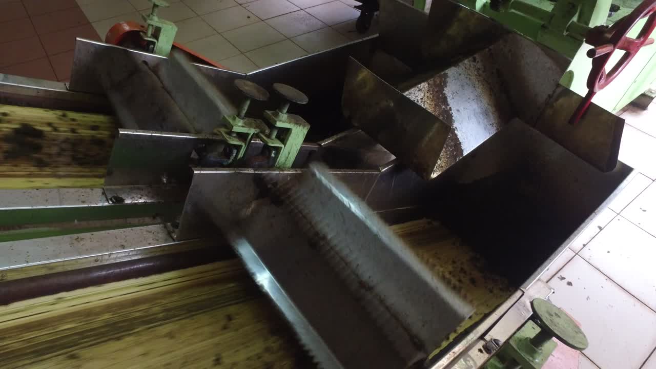 té crudo que se mueve en el transportador de la máquina en la fábrica