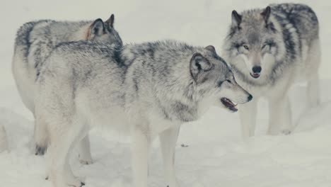 herd of gray wolves hunting for food in winterly landscape