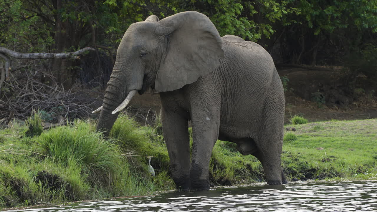 강변 에 있는 풀 을 먹고 다리 를 물 에 고 서 있는 인상적 인 황소 코끼리