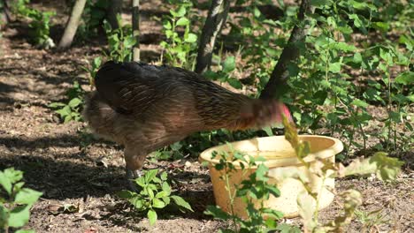 Isoliertes-Huhn,-Das-Nahrung-Aus-Einer-Gelben-Korbschüssel-Isst