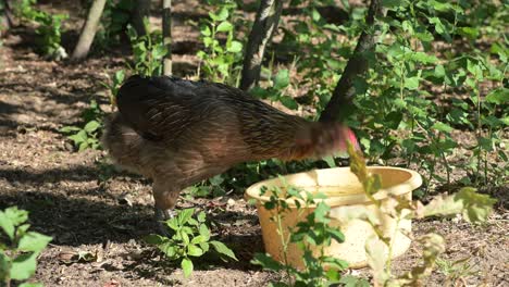 pollo aislado comiendo comida de un tazón de canasta amarilla