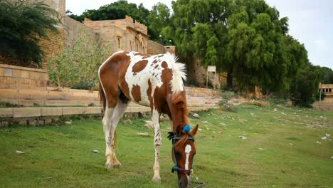 Feeding-horse-in-the-garden-near-a-lake