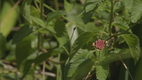 small red round exotic flower growing in the bush